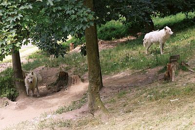 Installation of Smart Farm fencee Cloud in Olomouc Zoo