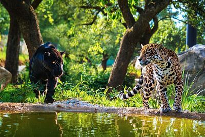 Jaguars of the Zlín Zoo