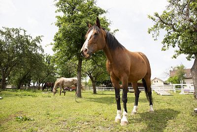 Modern Smart Farm system at Zdeňka Pohlreich's ranch
