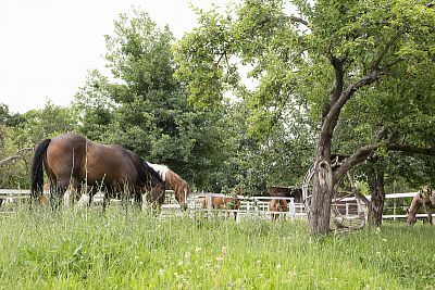 Modern Smart Farm system at Zdeňka Pohlreich's ranch