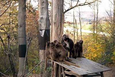 Paddock with geladas in Zlín Zoo
