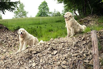 Shepherd dog breed Podhallan