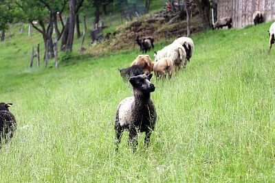 Shetland sheep