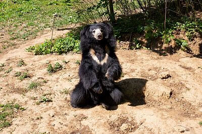 Sloth Bear