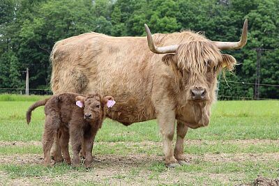 Smart Farm fencee Cloud at Highland Vels Farm