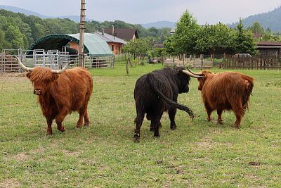 Smart Farm fencee Cloud at Highland Vels Farm