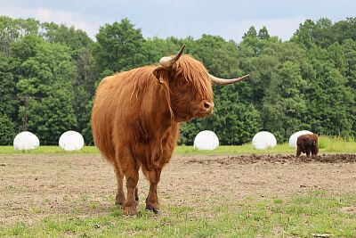 Smart Farm fencee Cloud at Highland Vels Farm