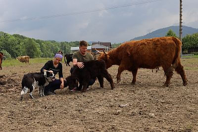 Smart Farm fencee Cloud at Highland Vels Farm