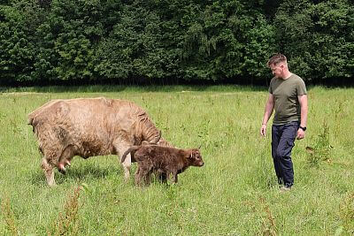 Smart Farm fencee Cloud at Highland Vels Farm