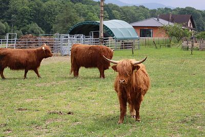Smart Farm fencee Cloud at Highland Vels Farm