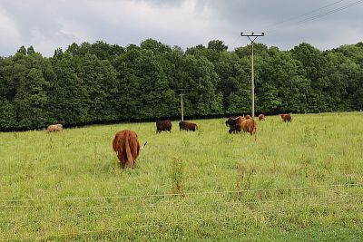 Smart Farm fencee Cloud at Highland Vels Farm