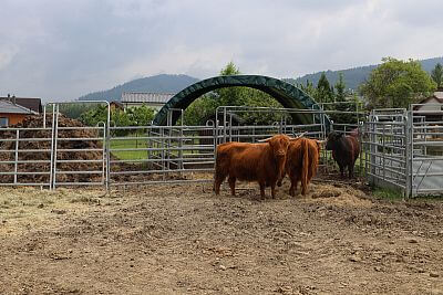 Smart Farm fencee Cloud at Highland Vels Farm