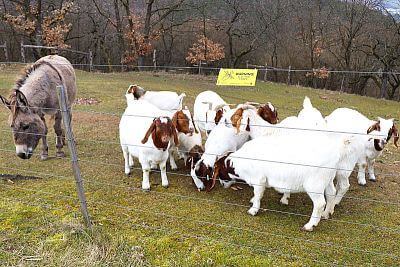 Smart Farm fencee protects animals in the Sheep and Goat Farmers' Association