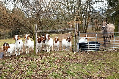 Smart Farm fencee protects animals in the Sheep and Goat Farmers' Association