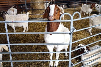 Smart Farm fencee protects animals in the Sheep and Goat Farmers' Association