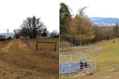 Smart Farm fencee protects animals in the Sheep and Goat Farmers' Association