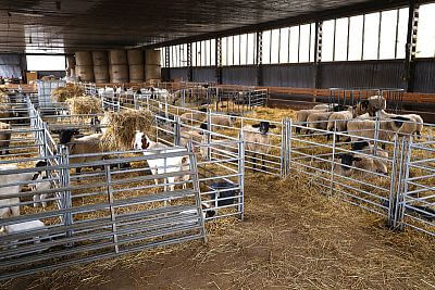 Smart Farm fencee protects animals in the Sheep and Goat Farmers' Association