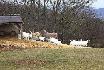 Smart Farm fencee protects animals in the Sheep and Goat Farmers' Association