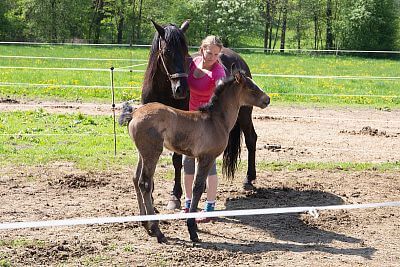 Smart Farm makes everyday life easier at Coldriver Ranch