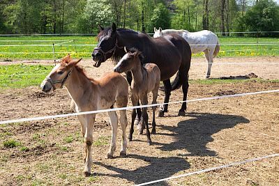 Smart Farm makes everyday life easier at Coldriver Ranch