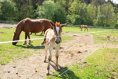 Smart Farm makes everyday life easier at Coldriver Ranch