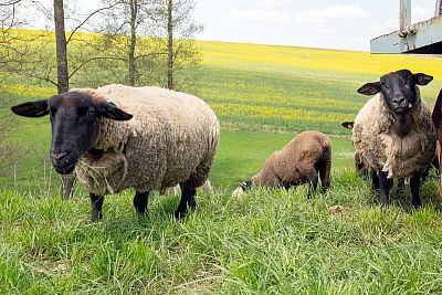 Smart Farm with fencee Cloud app at the sheep Farm Petrlak