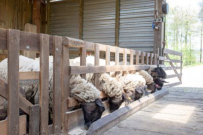 Smart Farm with fencee Cloud app at the sheep Farm Petrlak