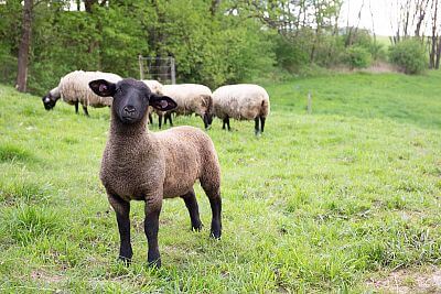 Smart Farm with fencee Cloud app at the sheep Farm Petrlak