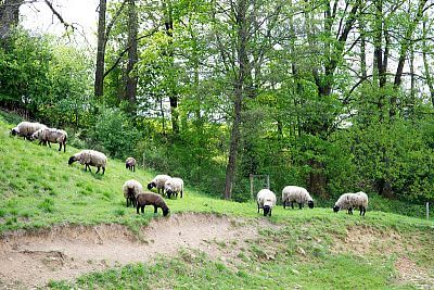 Smart Farm with fencee Cloud app at the sheep Farm Petrlak