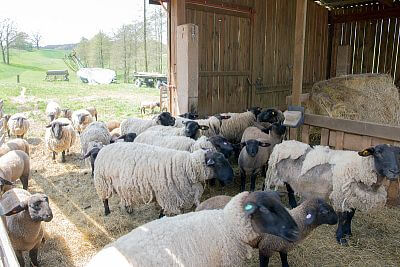 Smart Farm with fencee Cloud app at the sheep Farm Petrlak