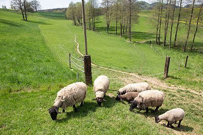 Smart Farm with fencee Cloud app at the sheep Farm Petrlak