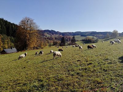 "The biggest advantage of the electric fence energizer is the remote control"

 says Pavlína Němečková from Lhota near Vsetín 