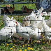 Electric fence net for poultry, height 120 cm, length 50 m