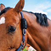 SafeWrap protection strap for fencee EquiGPS Track
